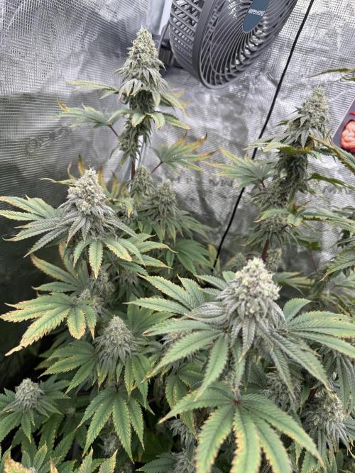 Oh my grandpa. Week 7