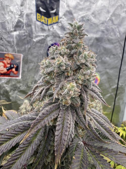 Oh my grandpa. Week 8