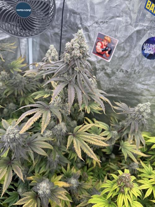 Oh my grandpa. Week 8