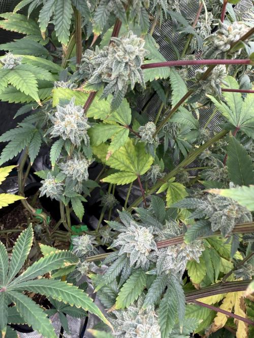 Oh my grandpa. Week 8