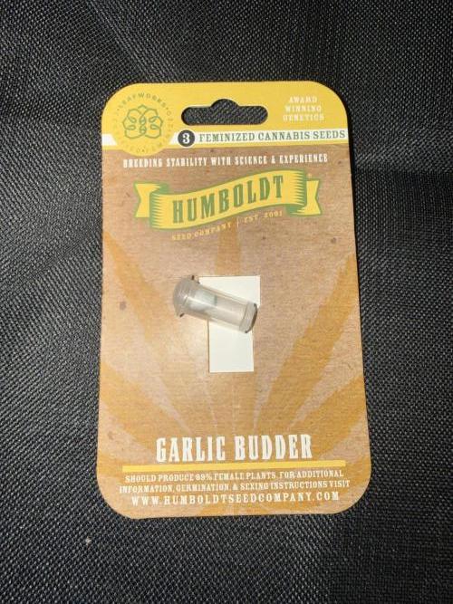 Humboldt  Seeds Run. Week 0 - Germination day 4 garlic budders 