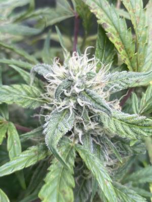 Comment by Eddygrowerhydro photo #1