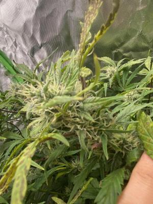 Comment by Eddygrowerhydro photo #2