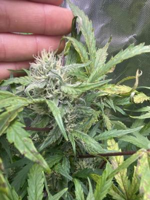 Comment by Eddygrowerhydro photo #3