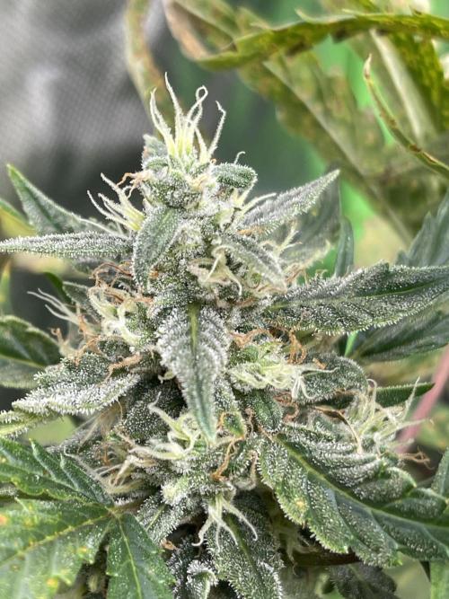 +speed. Week 9 -  Day 65