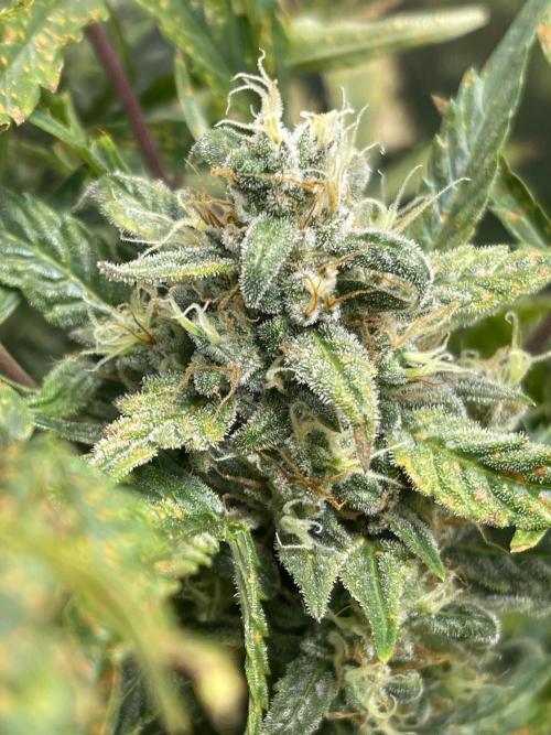 +speed first grow ever. Week 10