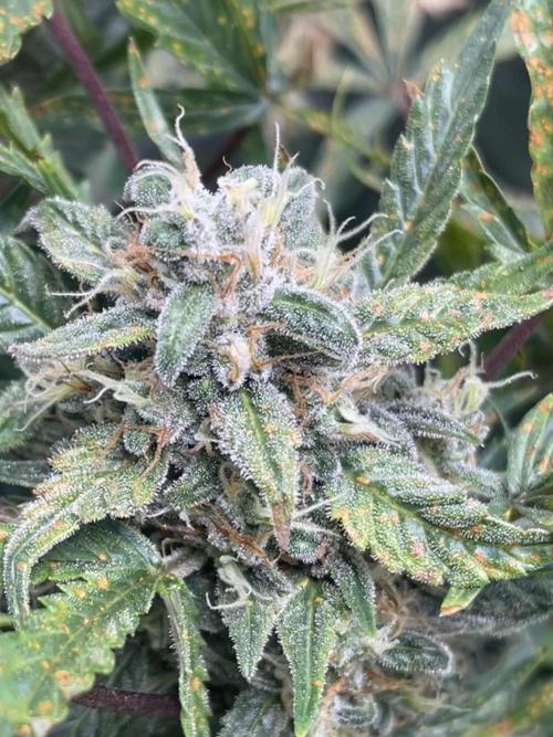 +speed first grow ever. Week 10