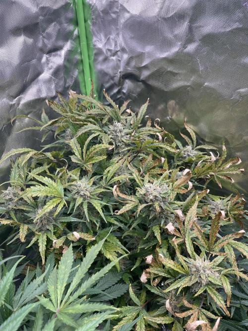 +speed first grow ever. Week 10