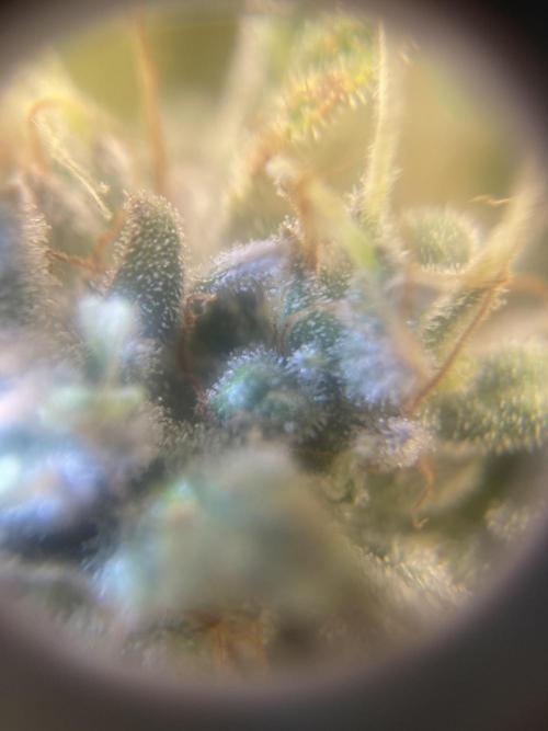 +speed first grow ever. Week 10