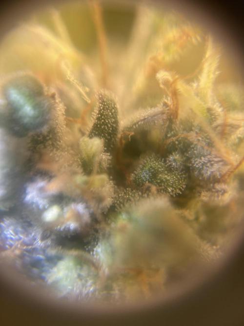 +speed first grow ever. Week 10