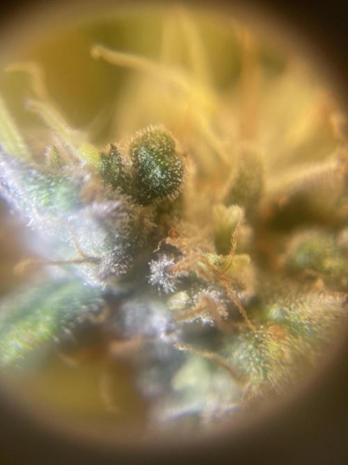 +speed first grow ever. Week 10