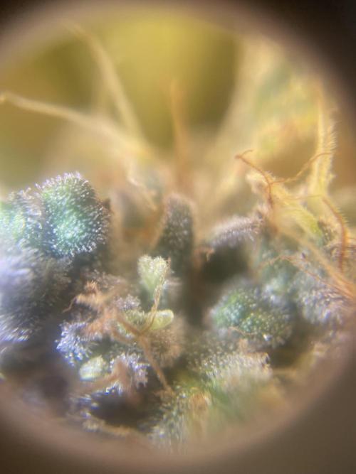 +speed first grow ever. Week 10