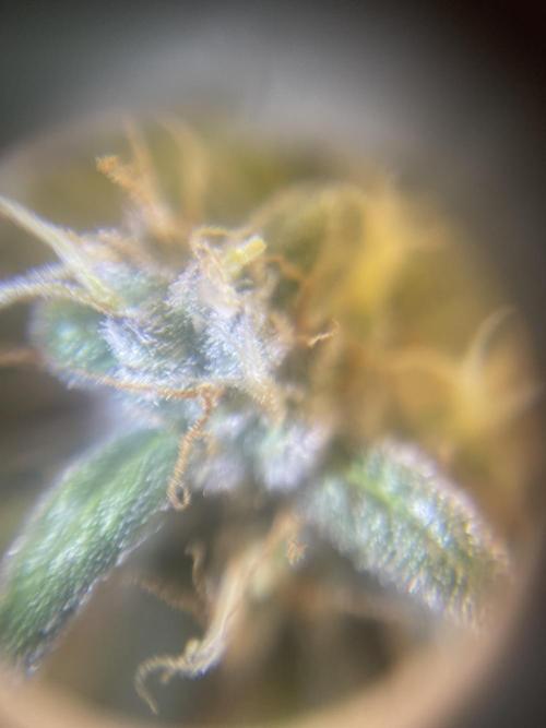 +speed first grow ever. Week 10