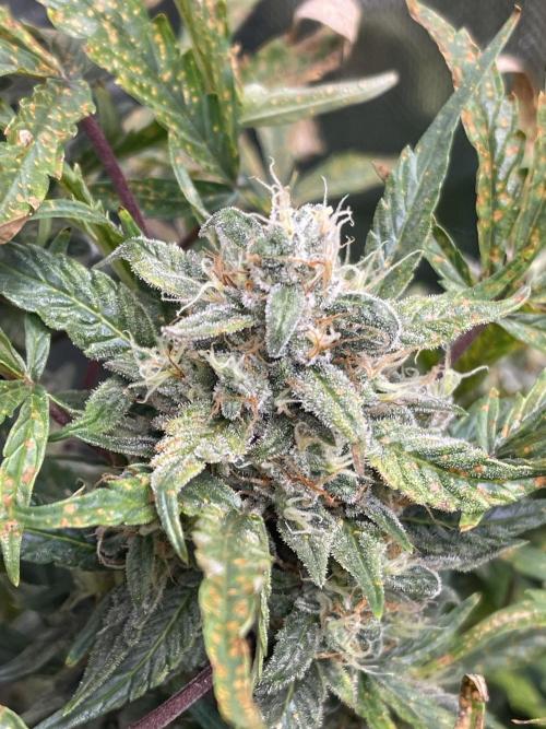 +speed first grow ever. Week 10