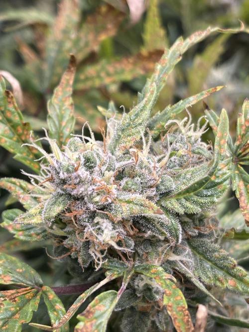 +speed first grow ever. Week 10