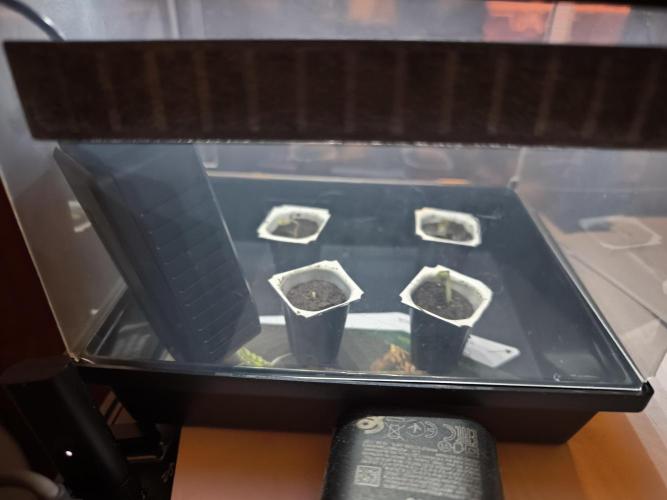 First time : Haze berry auto, NYC Sour D. Week 0 - 28/10/25 : 4 seeds 4 have come up.