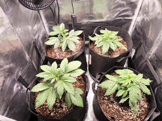 First time : Haze berry auto, NYC Sour D. Week 3