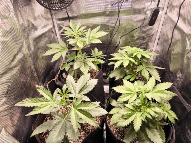 First time : Haze berry auto, NYC Sour D. Week 4