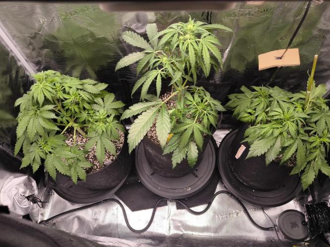 First time : Haze berry auto, NYC Sour D. Week 5