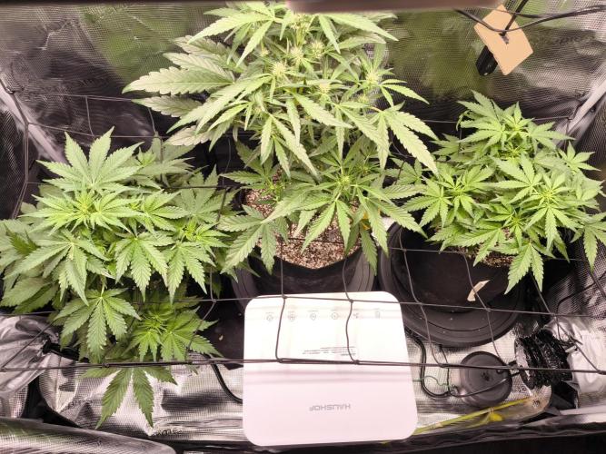 First time : Haze berry auto, NYC Sour D. Week 5