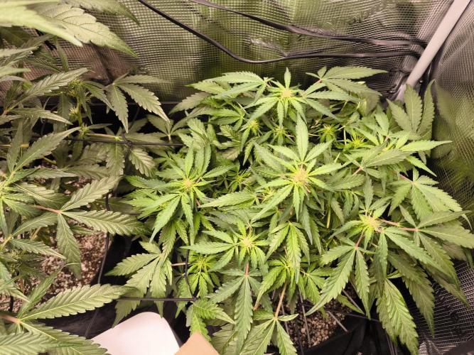 First time : Haze berry auto, NYC Sour D. Week 6 - Still don't know if NYC or blue cheese