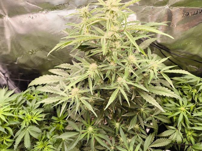 First time : Haze berry auto, NYC Sour D. Week 6 - Haze berry, still nice even if she lost a part