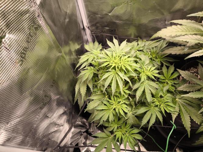 First time : Haze berry auto, NYC Sour D. Week 6