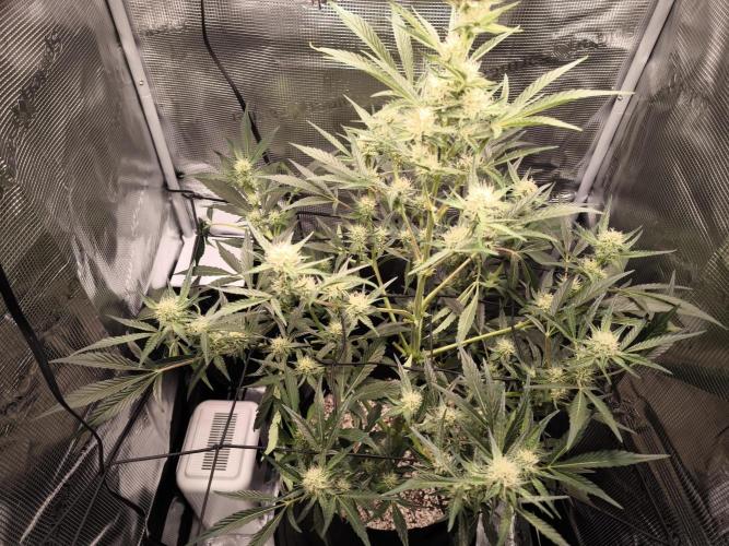 First time : Haze berry auto, NYC Sour D. Week 6