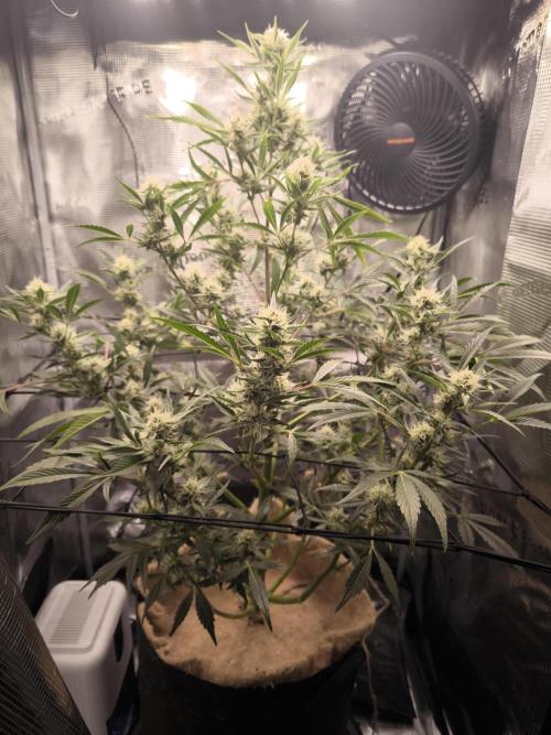 First time : Haze berry auto, NYC Sour D. Week 7 - Had berry isolated in the 70x70