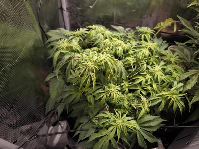 First time : Haze berry auto, NYC Sour D. Week 7 - Blue cheese/NYC start the pre flower stretch finally.