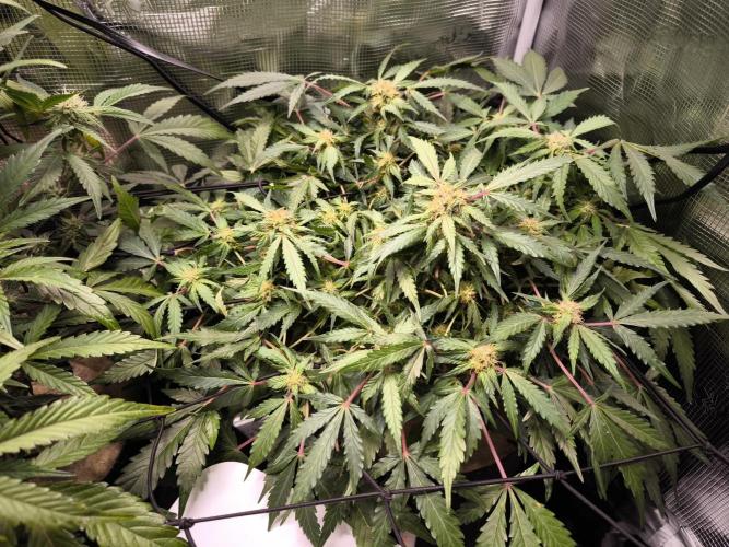 First time : Haze berry auto, NYC Sour D. Week 7 - Blue cheese/NYC start directly into forming buds