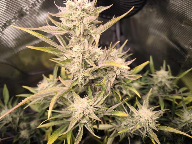 First time : Haze berry auto, NYC Sour D. Week 8 - Isolated haze berry, she start to smell and looking so GOOD