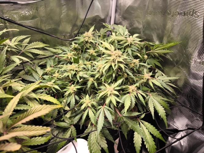 First time : Haze berry auto, NYC Sour D. Week 8 - NYC sour it looks like.
Very nice colours, 4 big sprout and small nugs all over