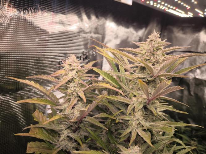 First time : Haze berry auto, NYC Sour D. Week 8 - She's sticky as fuck, and start having an incredible smell 