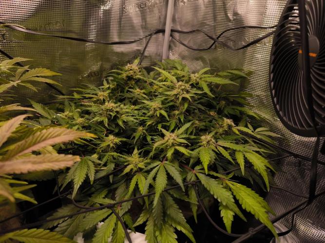 First time : Haze berry auto, NYC Sour D. Week 8