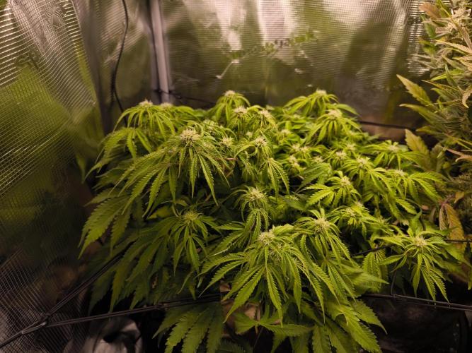 First time : Haze berry auto, NYC Sour D. Week 8