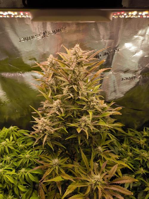 First time : Haze berry auto, NYC Sour D. Week 8