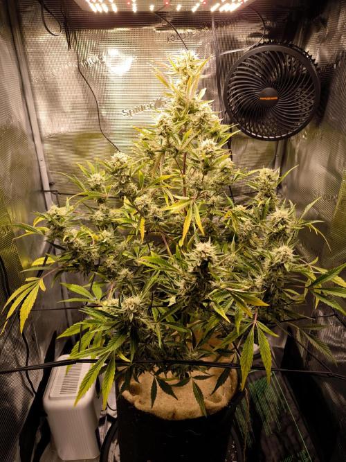 First time : Haze berry auto, NYC Sour D. Week 8