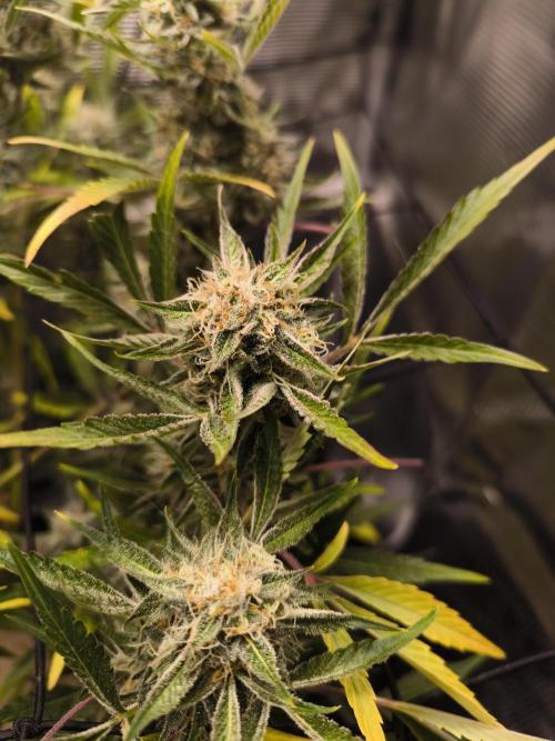 First time : Haze berry auto, NYC Sour D. Week 9