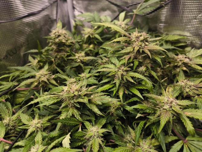 First time : Haze berry auto, NYC Sour D. Week 9