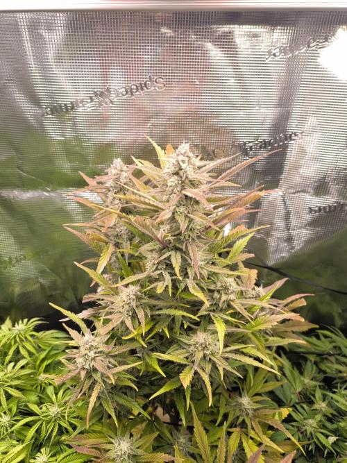 First time : Haze berry auto, NYC Sour D. Week 9