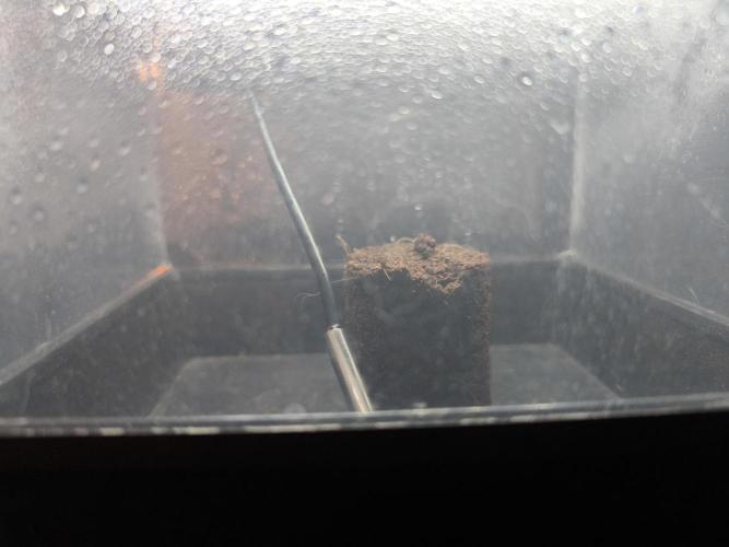 Second grow, validation. Week 0 - Coco plug 25°C
