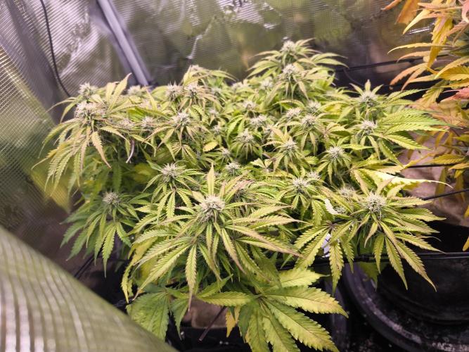 First time : Haze berry auto, NYC Sour D. Week 10