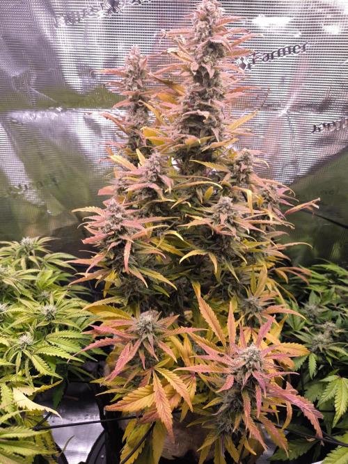 First time : Haze berry auto, NYC Sour D. Week 10