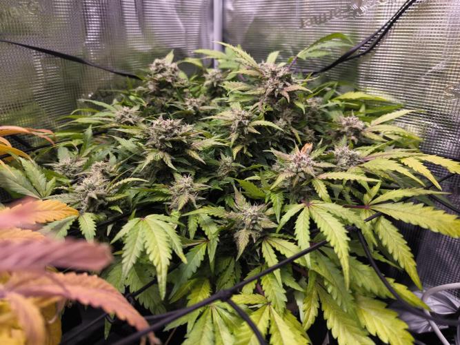 First time : Haze berry auto, NYC Sour D. Week 10