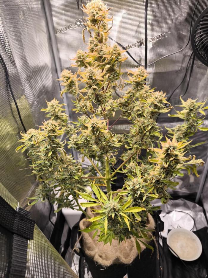 First time #1 Haze berry auto. Week 10