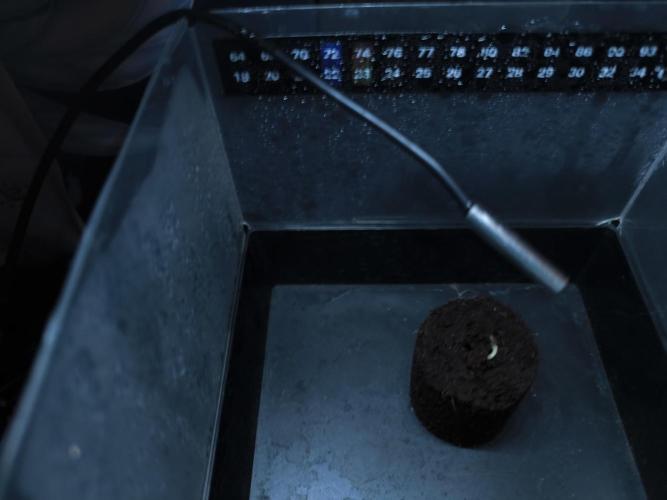 Second grow, validation. Week 0