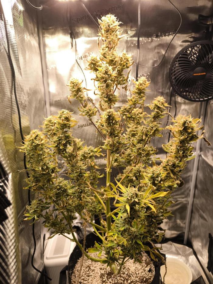 First time #1 Haze berry auto. Week 11