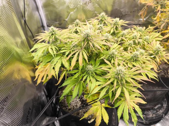 First time : Haze berry auto, NYC Sour D. Week 11