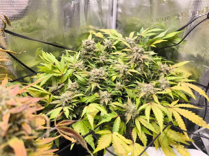 First time : Haze berry auto, NYC Sour D. Week 11